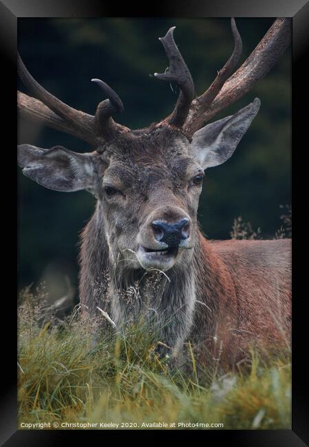 Handsome deer stag Framed Print by Christopher Keeley