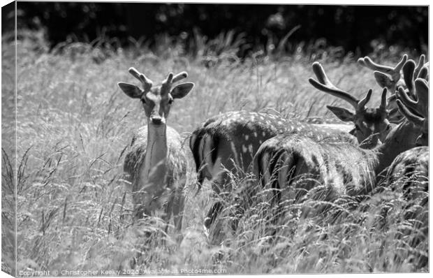 Holkham deer Canvas Print by Christopher Keeley