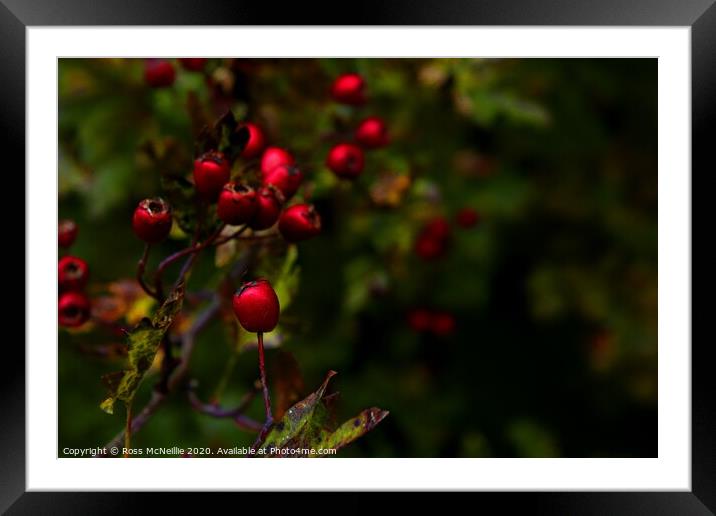 Scarlet Gems of Autumn Framed Mounted Print by Ross McNeillie