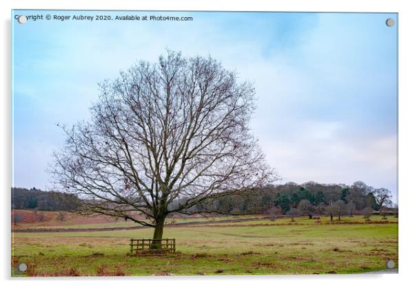 Oak Tree, Bradgate Park, Leicestershire  Acrylic by Roger Aubrey