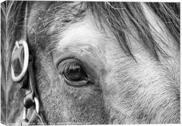 Shire Horse Eye Canvas Print by Hannah Watson