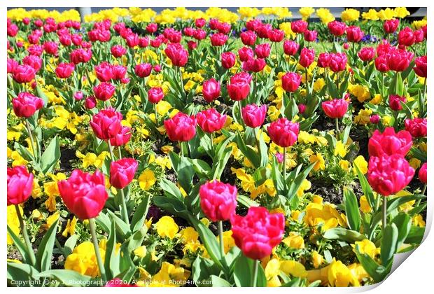 the tulips field Print by M. J. Photography