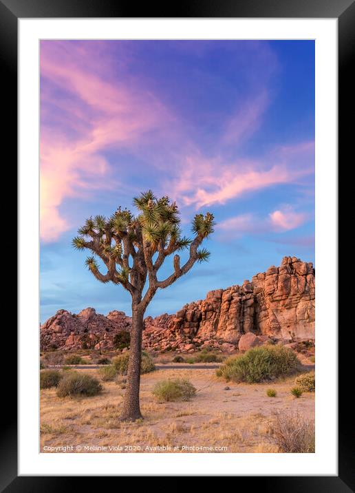 Joshua Tree in the evening Framed Mounted Print by Melanie Viola