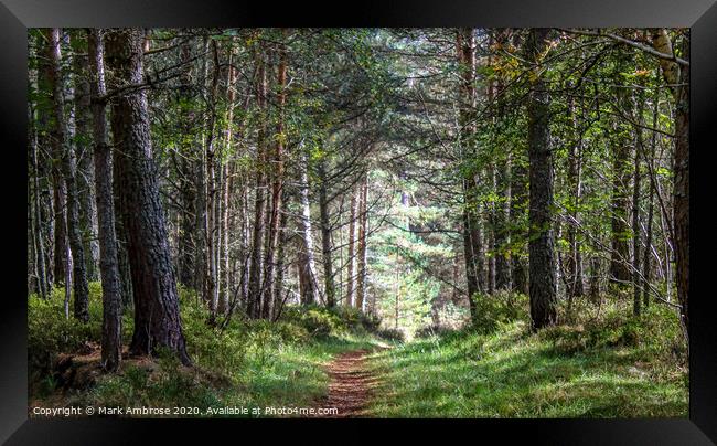 Forest Path Framed Print by Mark Ambrose