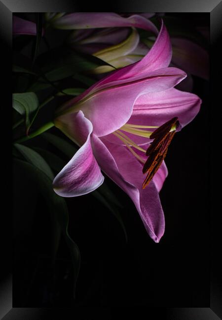 Pink Lilly in Morning Dew Framed Print by Stuart Jack