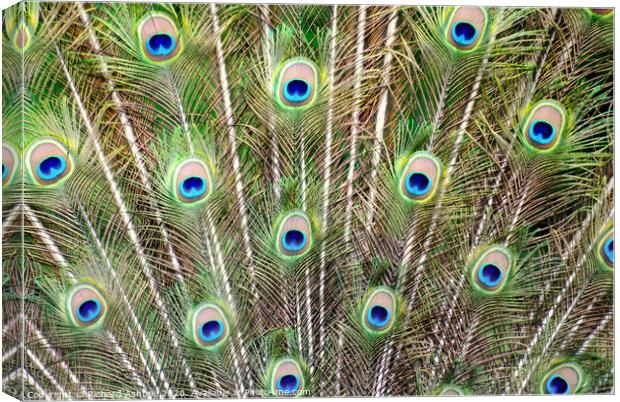 Peacock Feathers Canvas Print by Richard Ashbee