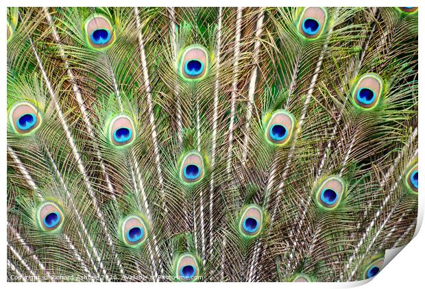 Peacock Feathers Print by Richard Ashbee