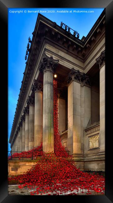 Weeping Window Poppies at St George's Hall 2015 Framed Print by Bernard Rose Photography