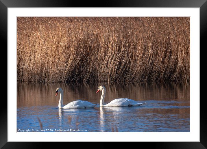 White Swans  Framed Mounted Print by Jim Key