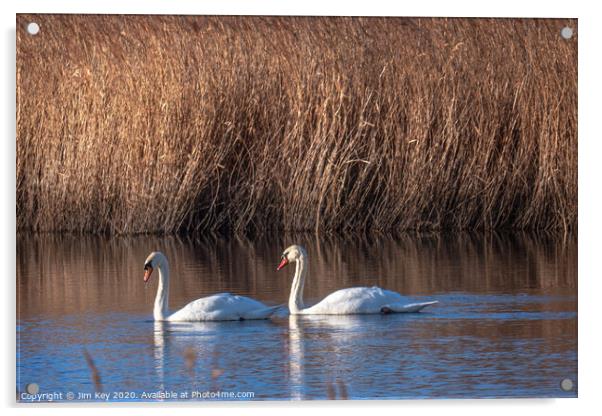White Swans  Acrylic by Jim Key
