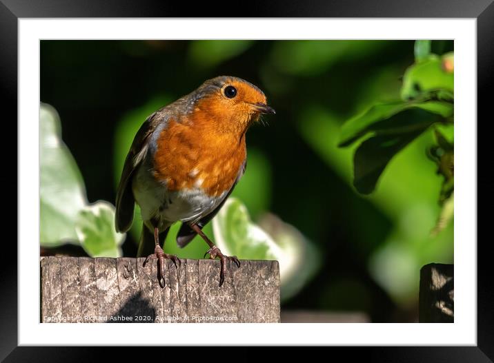 The inquisitive Robin Framed Mounted Print by Richard Ashbee