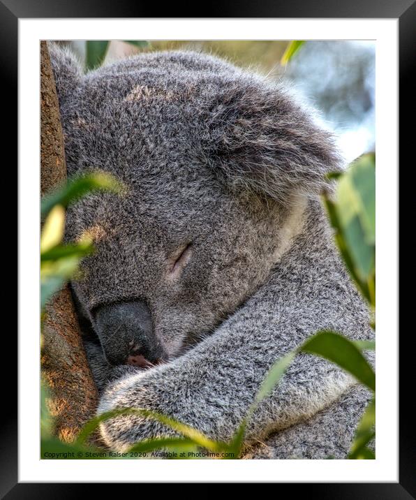 Sleeping Koala Framed Mounted Print by Steven Ralser