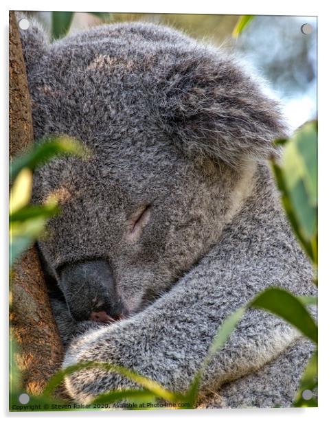 Sleeping Koala Acrylic by Steven Ralser