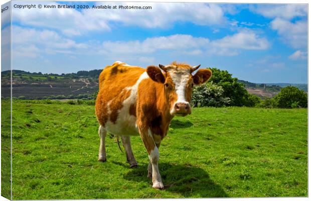 guernsey cow Canvas Print by Kevin Britland