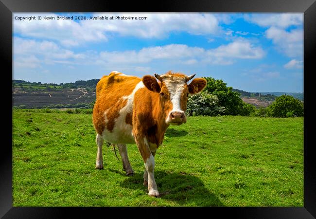 guernsey cow Framed Print by Kevin Britland