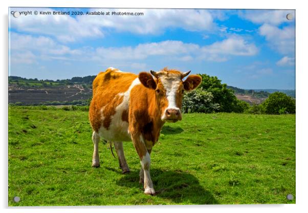 guernsey cow Acrylic by Kevin Britland