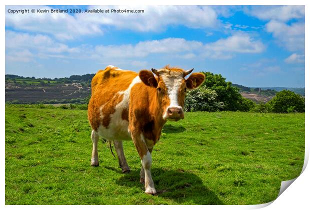 guernsey cow Print by Kevin Britland