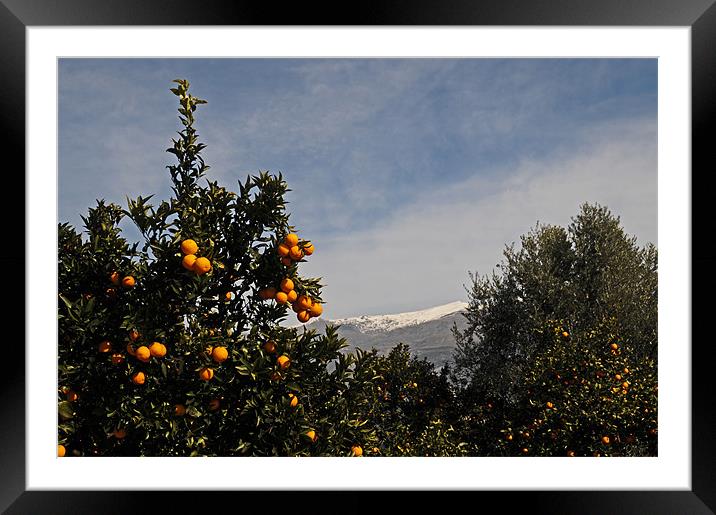 Winter oranges Framed Mounted Print by lyn baker