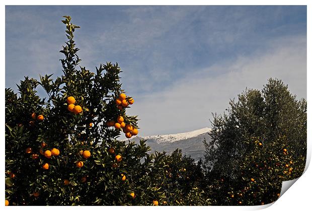 Winter oranges Print by lyn baker
