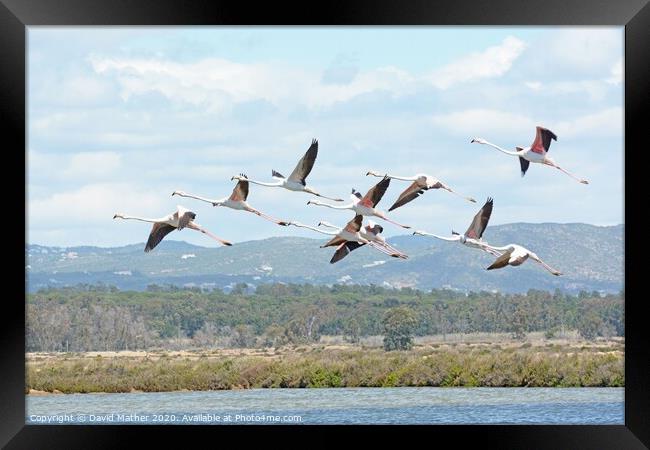 Flamingo fly-by Framed Print by David Mather