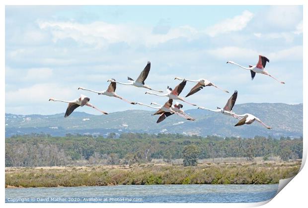 Flamingo fly-by Print by David Mather