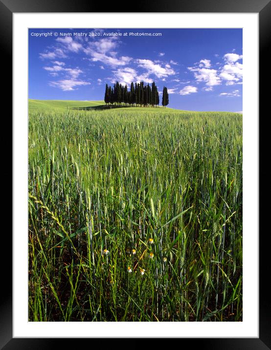 An isolated clump of pine trees, Tuscany Framed Mounted Print by Navin Mistry