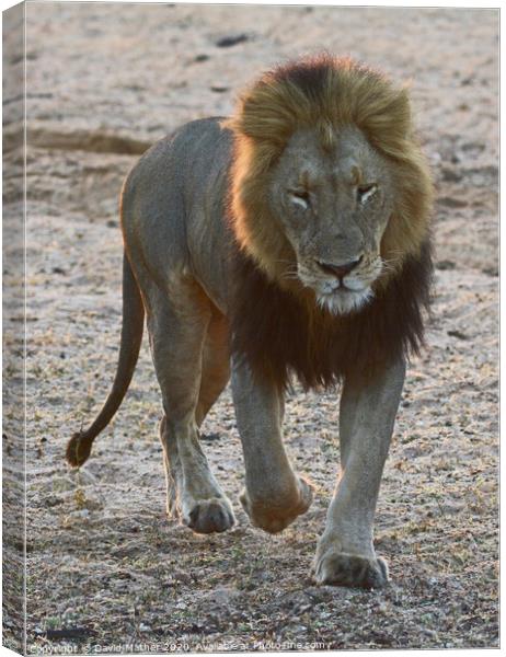 Lion coming our way Canvas Print by David Mather