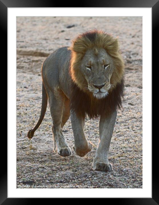 Lion coming our way Framed Mounted Print by David Mather