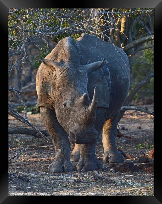 White Rhino in Kruger National Park Framed Print by David Mather