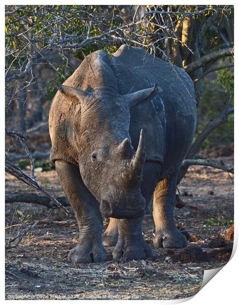 White Rhino in Kruger National Park Print by David Mather