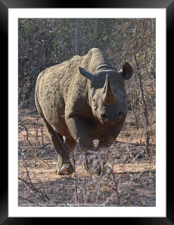 Rare sighting of Black Rhino in Kruger National Park Framed Mounted Print by David Mather