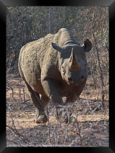 Rare sighting of Black Rhino in Kruger National Park Framed Print by David Mather