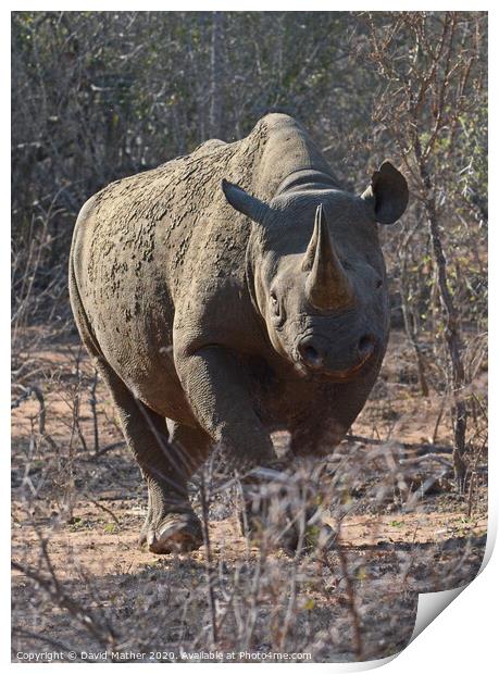 Rare sighting of Black Rhino in Kruger National Park Print by David Mather