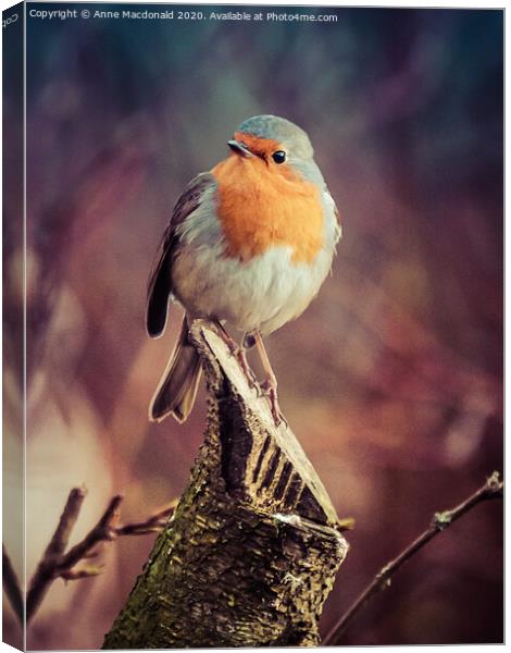 Robin On A Branch Canvas Print by Anne Macdonald
