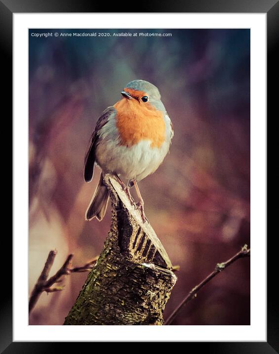 Robin On A Branch Framed Mounted Print by Anne Macdonald
