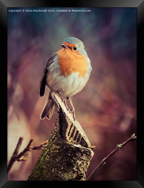 Robin On A Branch Framed Print by Anne Macdonald