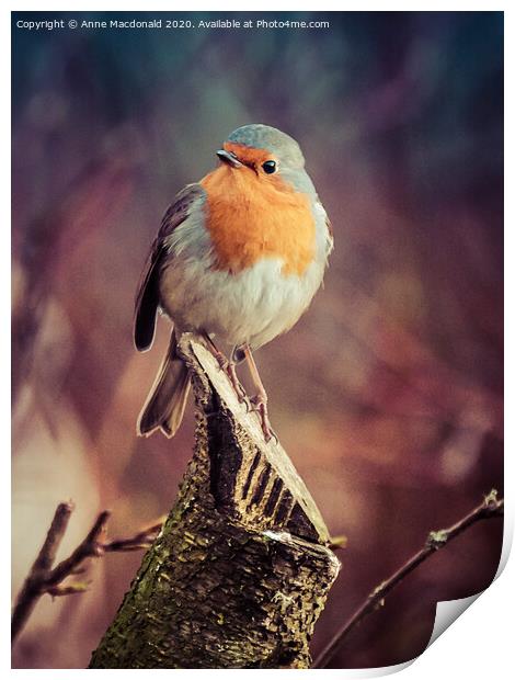 Robin On A Branch Print by Anne Macdonald