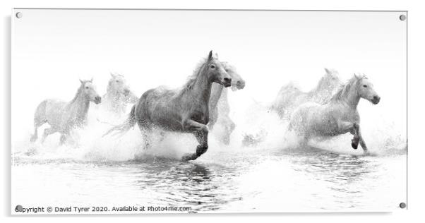 Galloping Grace of Camargue Horses Acrylic by David Tyrer