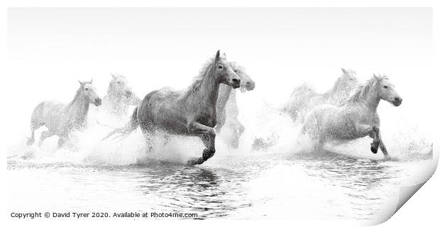 Galloping Grace of Camargue Horses Print by David Tyrer