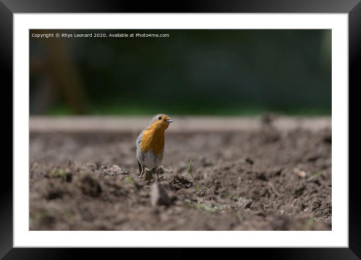 Redbreast robin stood among a garden planting bed inquisitively tilts head to look at the camera. Framed Mounted Print by Rhys Leonard