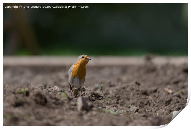 Redbreast robin stood among a garden planting bed inquisitively tilts head to look at the camera. Print by Rhys Leonard