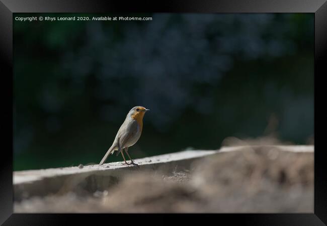 Side profile as a red breast robin stands on wooden border. Catch light sparkles in the beady birds eye. Framed Print by Rhys Leonard