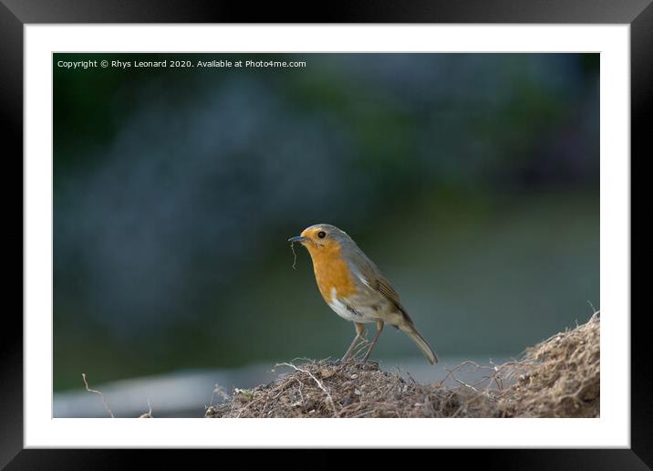 Side profile as a red breast robin stands on mud. Fresh foraged root debris dangles from beak. Framed Mounted Print by Rhys Leonard