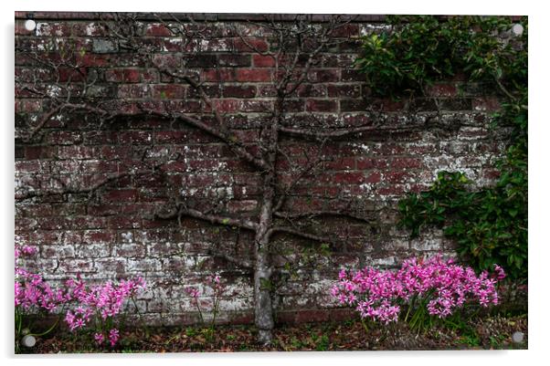 A bare tree up against a nice brick wall, with lovely pink flowers  Acrylic by Manoli Haralambakis