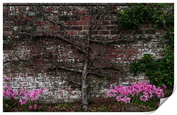A bare tree up against a nice brick wall, with lovely pink flowers  Print by Manoli Haralambakis