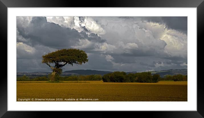 Windswept tree Framed Mounted Print by Graeme Hutson