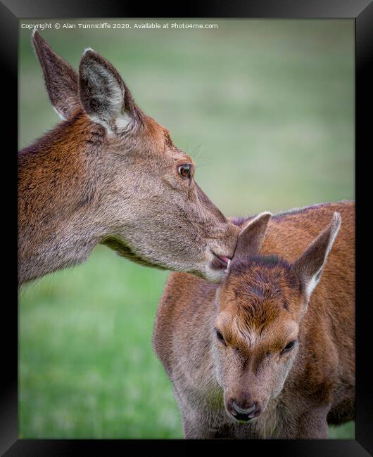 Motherly love Framed Print by Alan Tunnicliffe