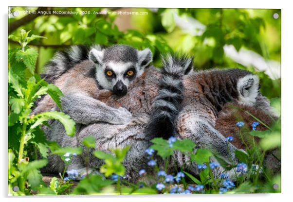 Ring-tailed lemur Acrylic by Angus McComiskey