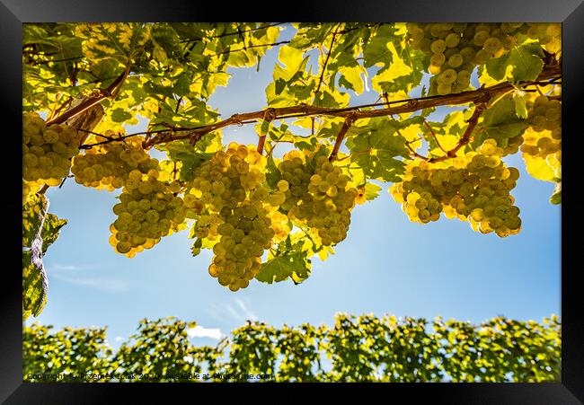 White grapes growing on vine in bright sunshine light. Framed Print by Przemek Iciak