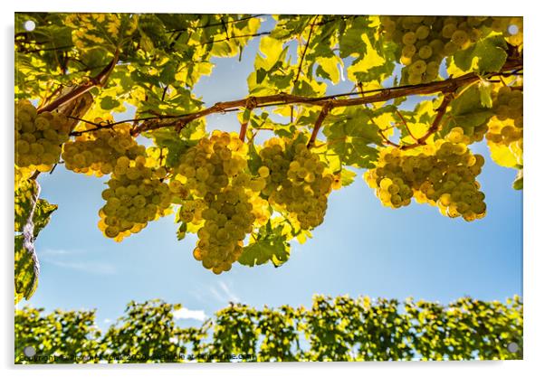 White grapes growing on vine in bright sunshine light. Acrylic by Przemek Iciak